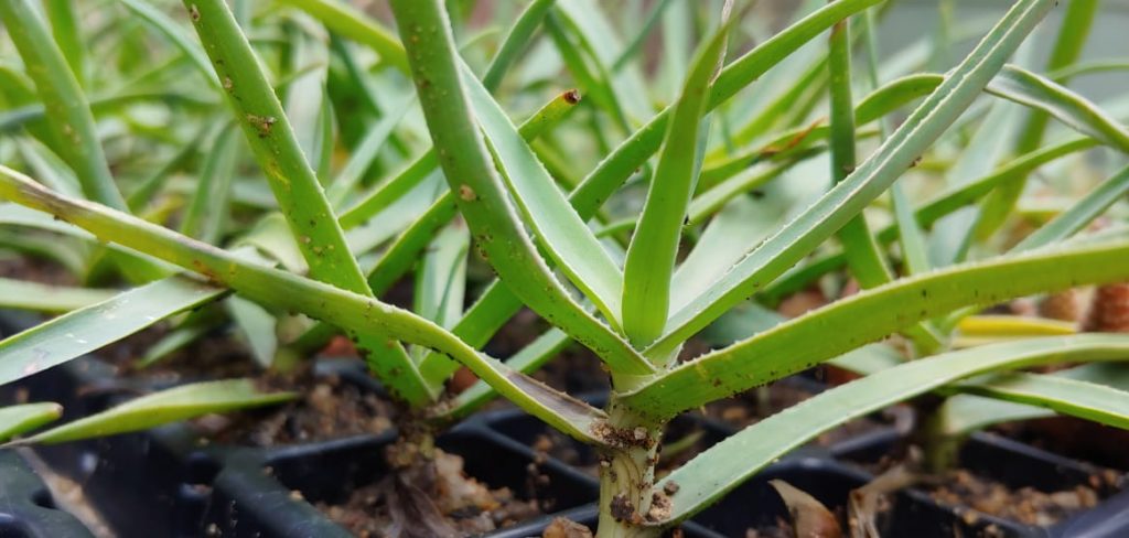 Aloe tenoir - Succulent shrub / bush Aloe - beautiful orange flowers