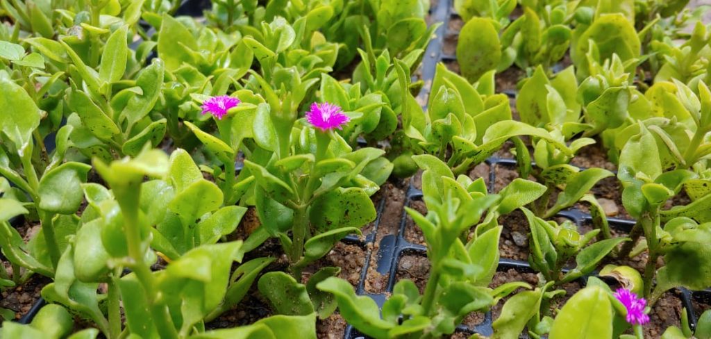 Aptenia cordifolia - Pink - Succulent groundcover - fast growing