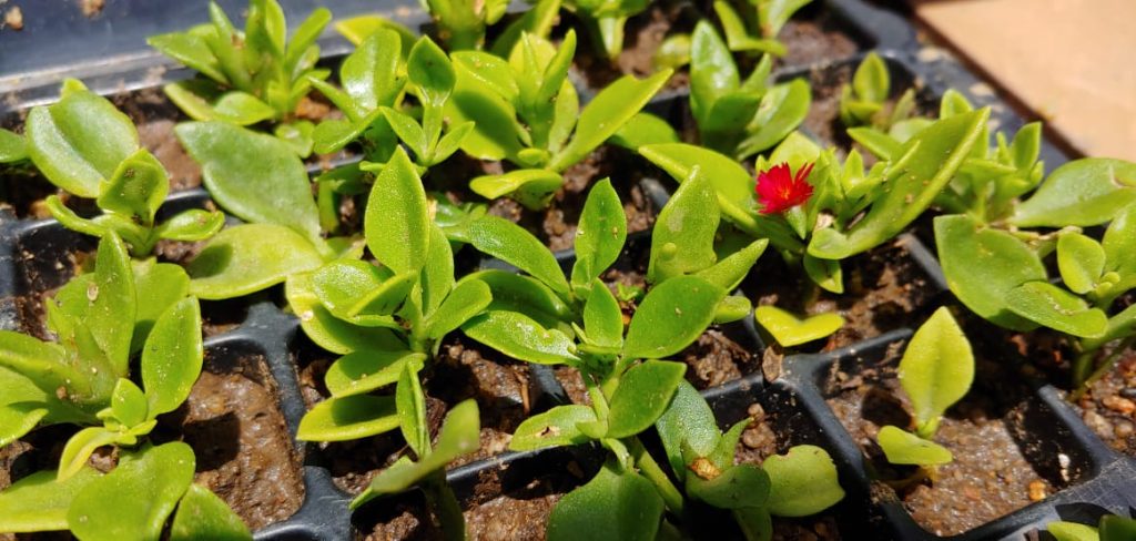 Aptenia cordifolia - Red - Succulent groundcover - fast growing