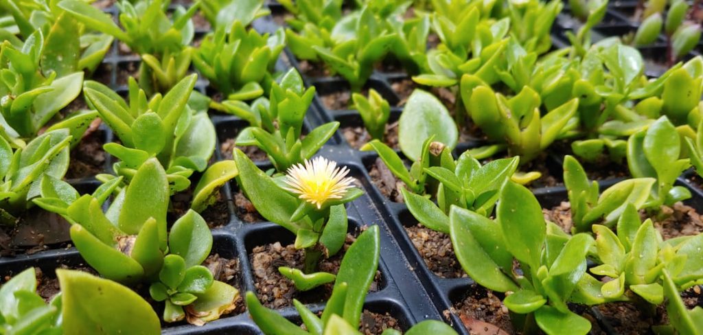 Aptenia cordifolia - Yellow - Succulent groundcover - fast growing