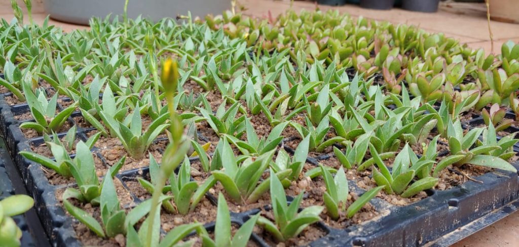 Bergeranthus concavus - yellow vygie flowers