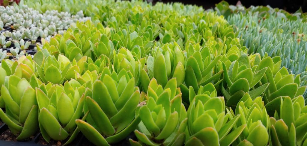 Crassula capitella green - Succulent groundcover