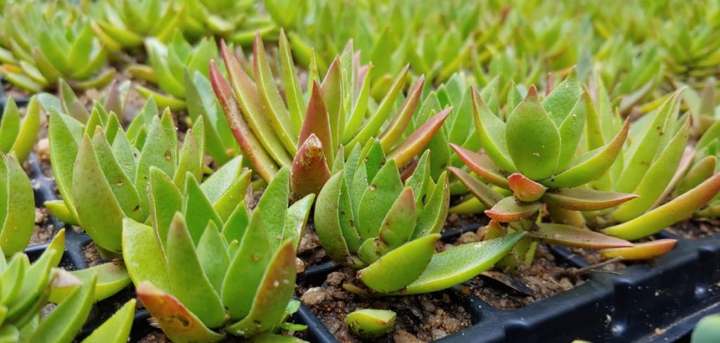 Crassula capitella thyrsiflora - Succulents - turns red in full sun