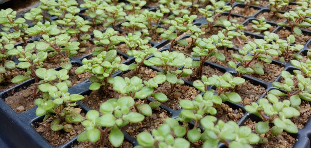 Crassula expansa fragilis - Succulent groundcover - dainty little white flowers