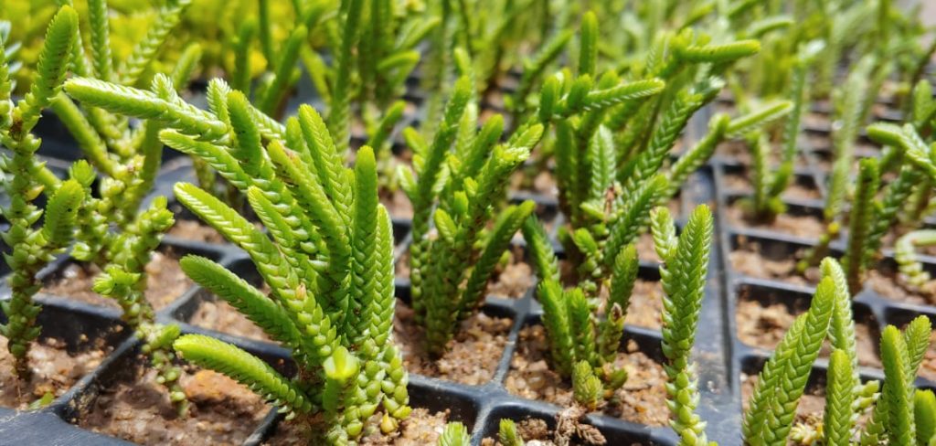 Crassula muscosa - Lizards Tail - Succulents