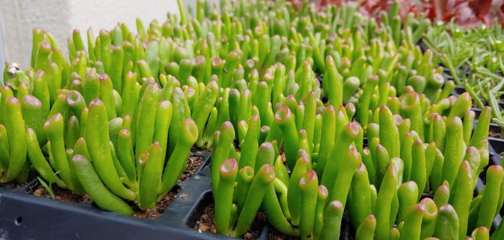 Crassula ovata - Gollum aka Shreks Ears - Succulents