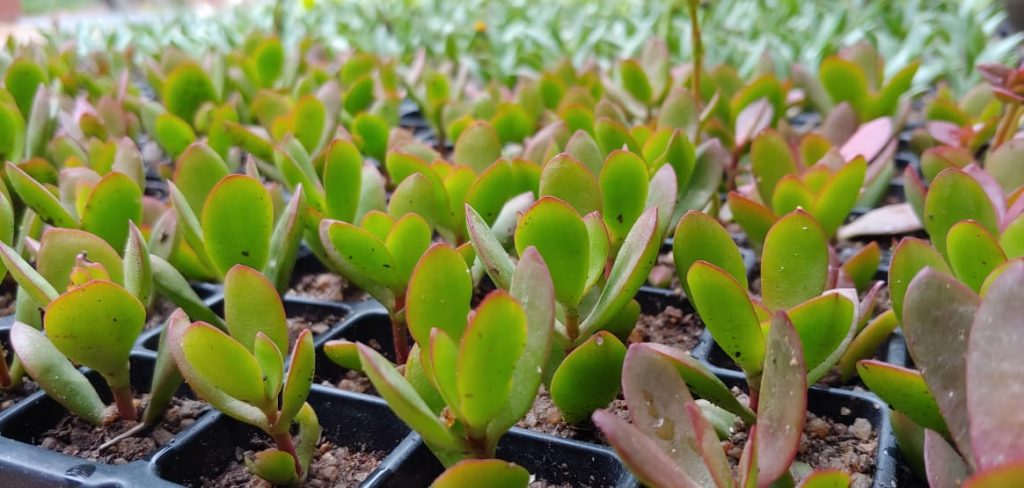 Crassula radicans - Succulents - red succulent shrub - vetplante shrub