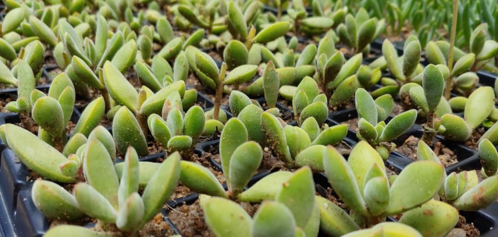 Crassula rogersii - Succulents - velvet texture - turns red in full sun