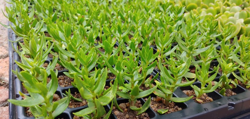 Crassula sarcocaulis - Succulent Bonsai Trees