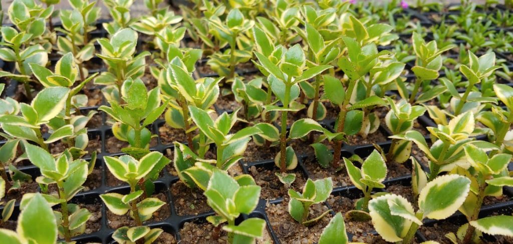 Crassula sarmentosa variegata - Succulent climber / groundcover - orange pink colouring - fast growing