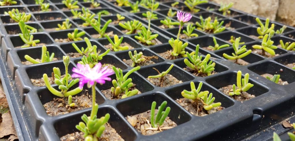 Delosperma cooperii Hybrid - Succulent groundcover - pink purple flowers