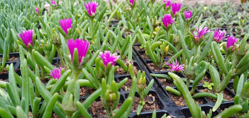 Delosperma cooperii - Succulent groundcover - pink purple flowers - fast growing