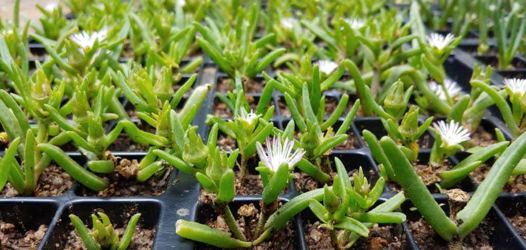 Delosperma herbeum - Succulent groundcover - white and pink vygie flowers - fast growing