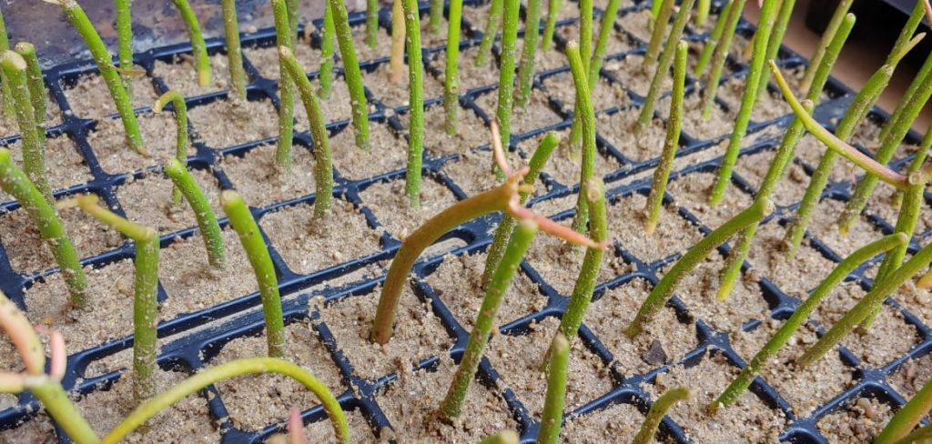 Euphorbia tirucalli - Firesticks - orange / yellow / lime green - Succulent shrub / bush