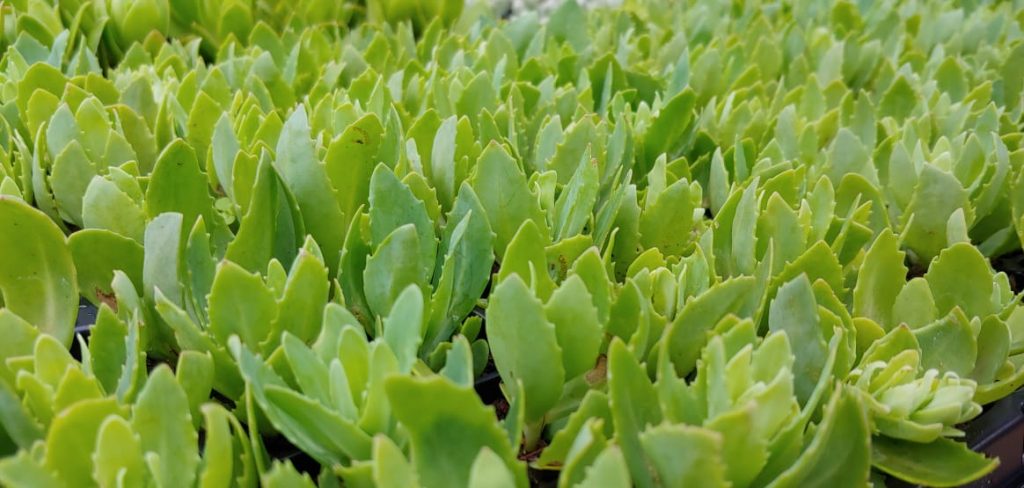 Sedum spectabile (Hylotelephium) - Succulent shrub - pink flowers