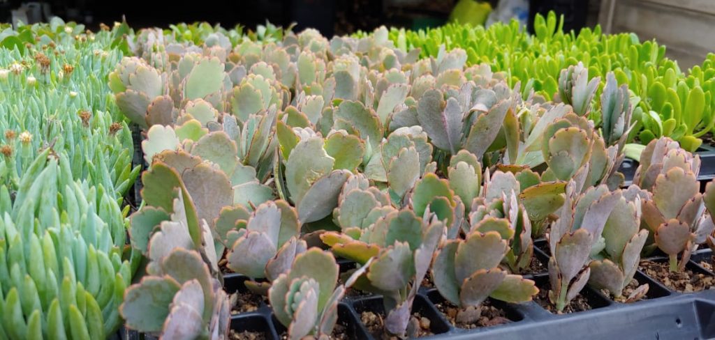 Kalanchoe fedtschenkoi - Succulent shrub - orange bell flowers