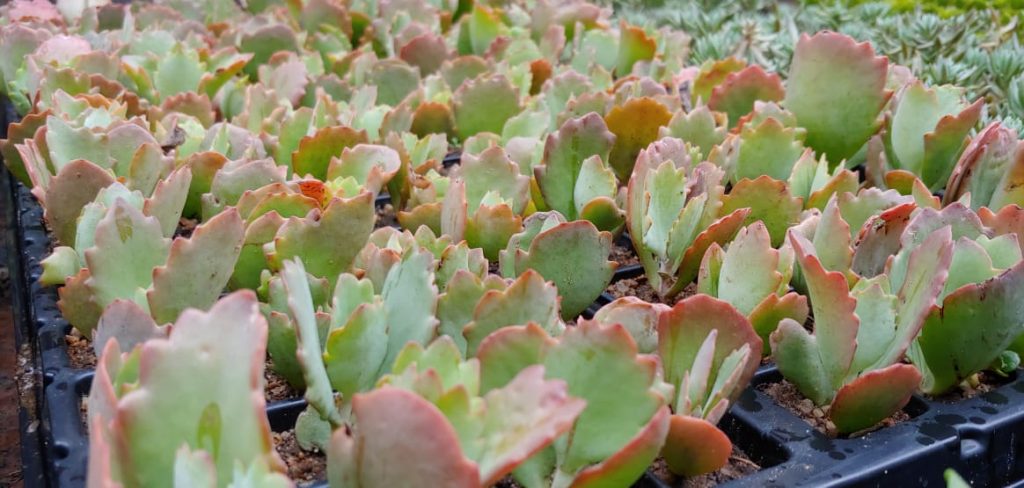 Kalanchoe longiflora coccinea - Succulent shrub - yellow flowers