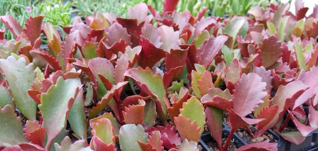 Kalanchoe sexangularis - Succulent shrub - tall yellow flowers