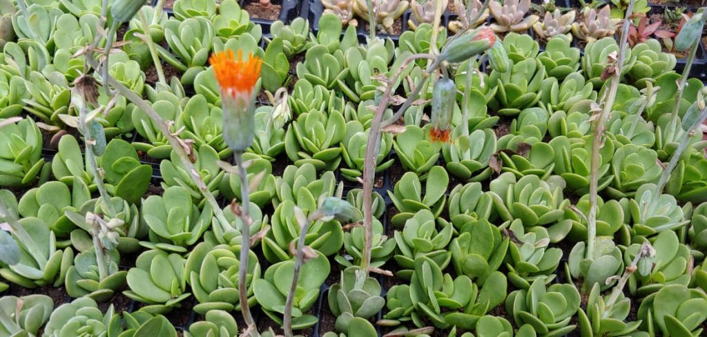 Kleinia petraea - Succulent groundcover - orange flowers - drought tolerant