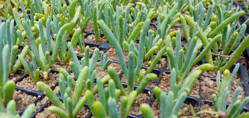 Lampranthus aureus - Succulent groundcover - orange vygies