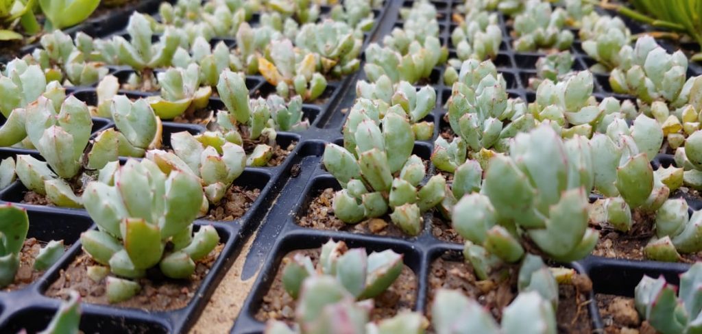 Oscularia deltoides - Succulent groundcover - Dassie Vygie - purple flowers