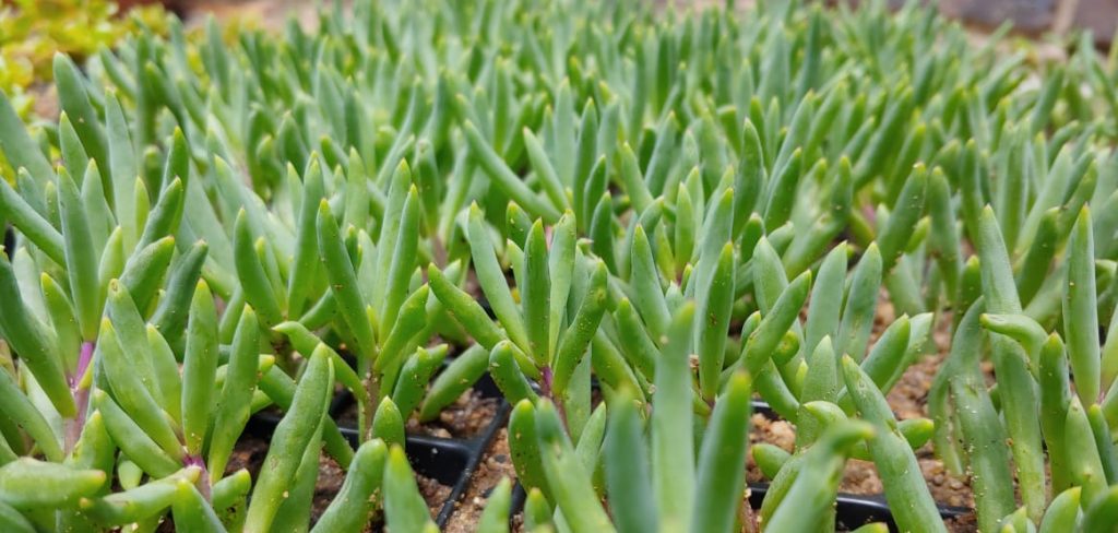 Othonna capensis - Succulent groundcover - yellow daisy flowers - fast growing