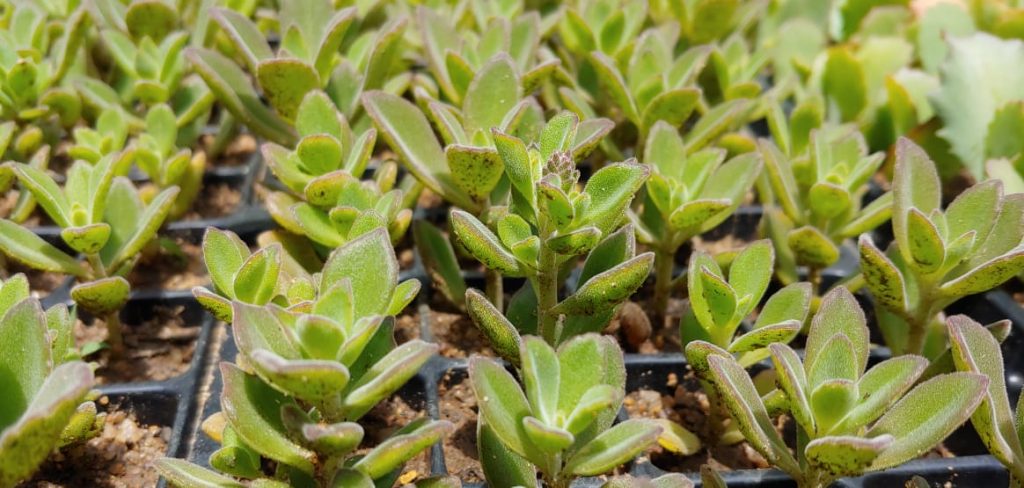 Plectranthus caninus - Dogbane - Succulent groundcover - purple flowers