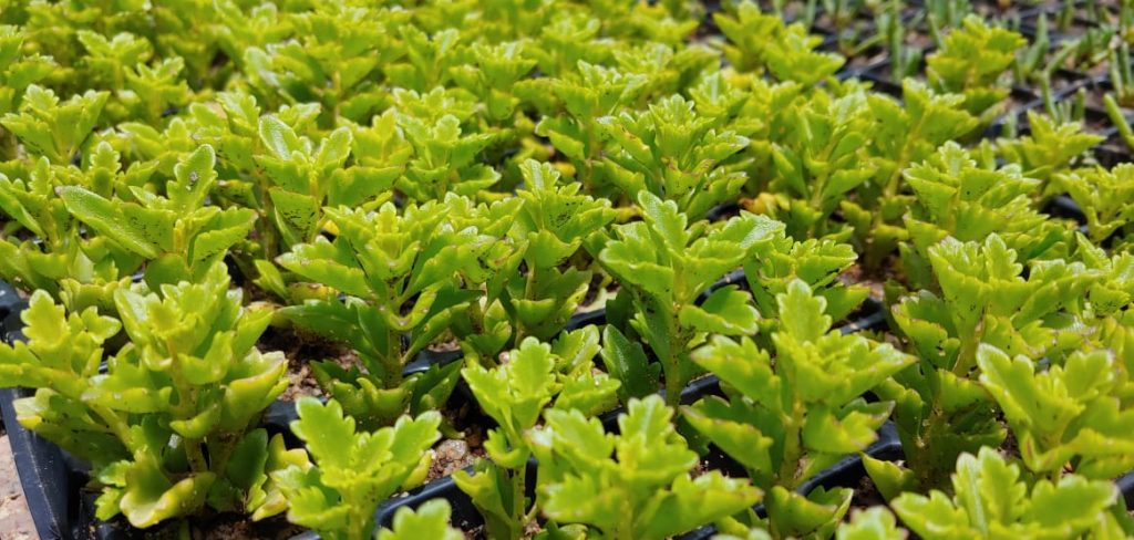 Plectranthus spicatus - Succulent shrub - purple flowers similar to Lavender