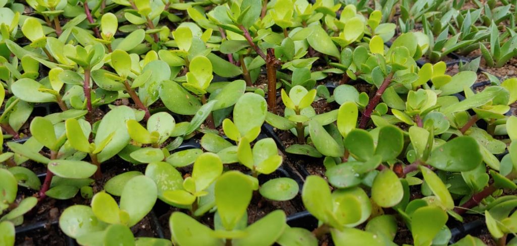 Portulacaria afra Spekboom - Succulent tree / bush - vetplante