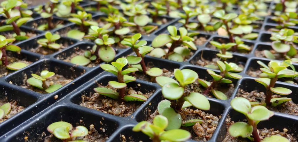 Portulacaria afra nana - Succulent groundcover