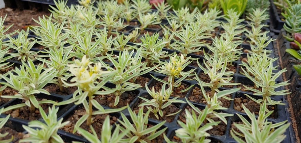 Sedum Sea Urchin - Succulent groundcover