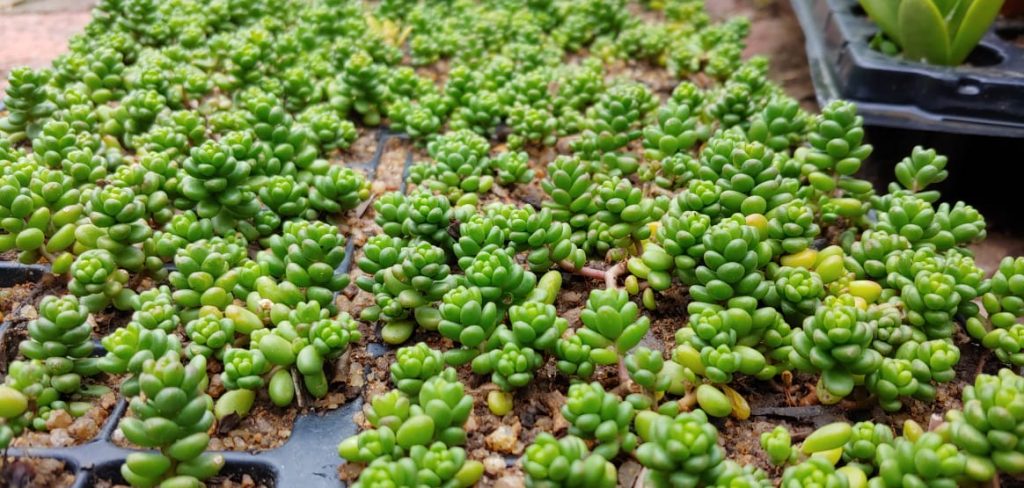 Sedum athoum - green succulent groundcovers