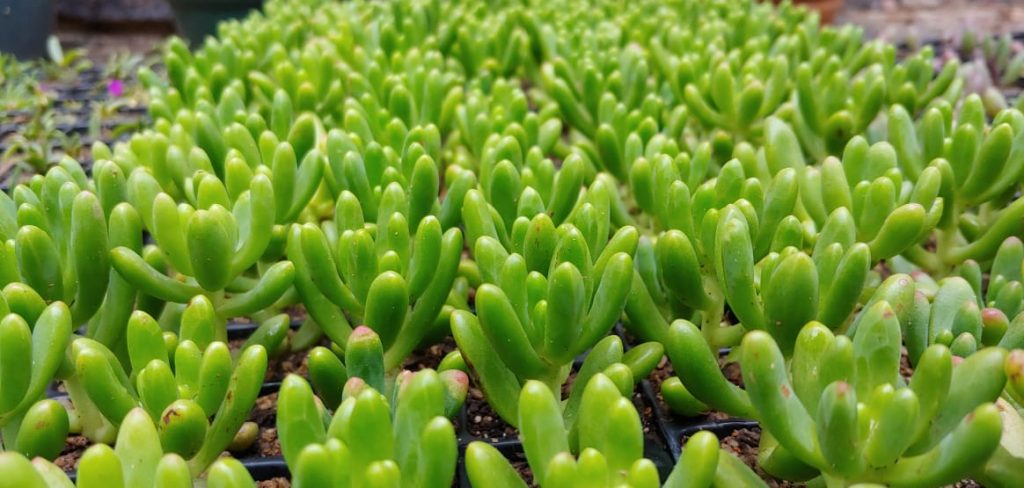 Sedum pachyphyllum - Succulents / vetplante