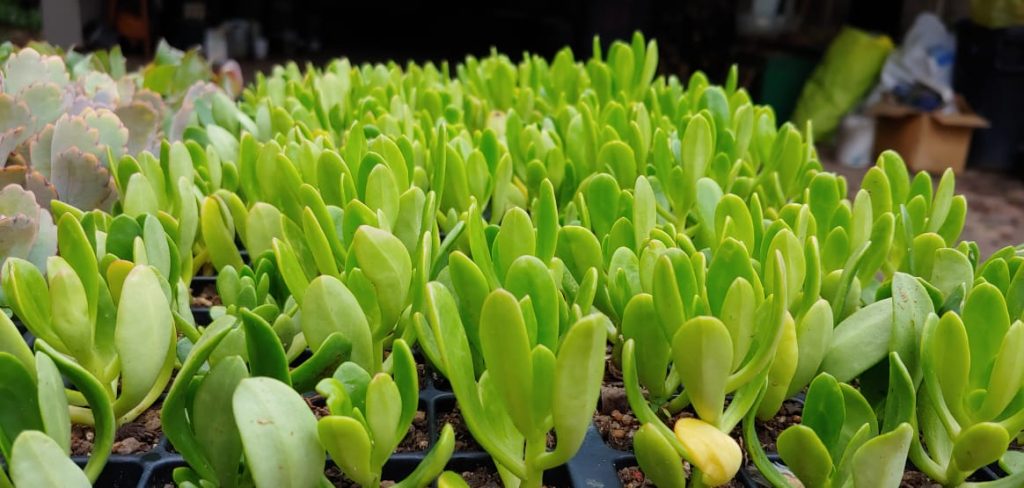 Sedum praealtum - Succulent bush / shrub - yellow flowers