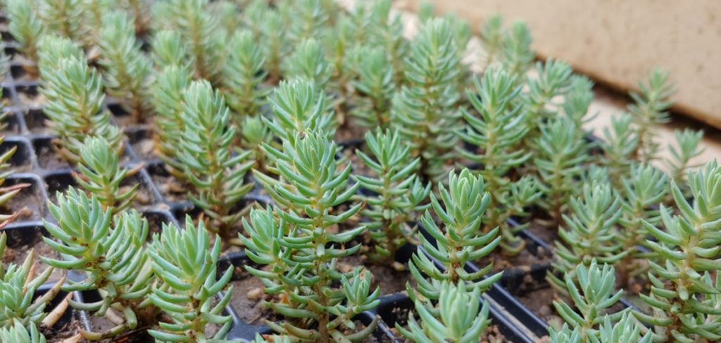 Sedum reflexum - Blue Spruce - Succulent groundcover