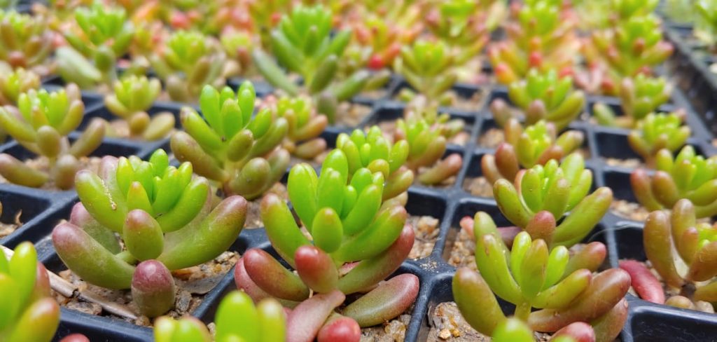 Sedum rubrotinctum - Jelly Beans - Succulents