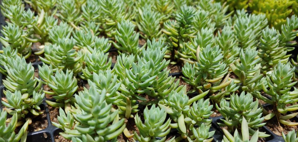 Sedum sediforme - Succulent groundcover