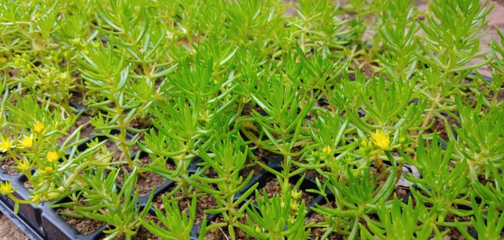 Sedum sexangulare - Succulent groundcover