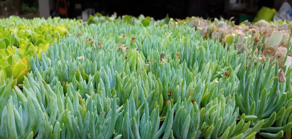 Senecio talinoides mandraliscae - Succulent Shrub