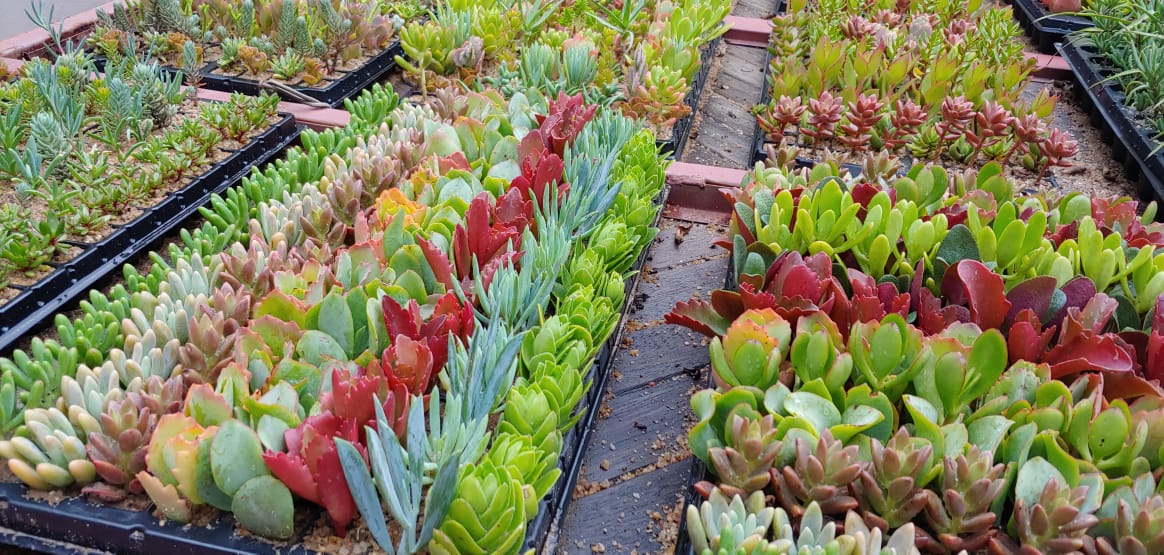 Succulents Joburg - Vetplante Garden Trays JHB