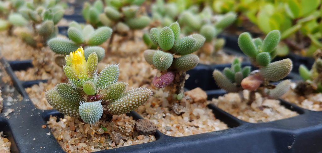 Delosperma echinatum - pickle plant - yellow vygies - hardy / waterwise