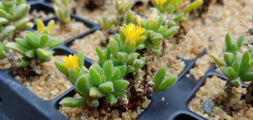 Delosperma ecklonis - Succulent groundcover - yellow flowers