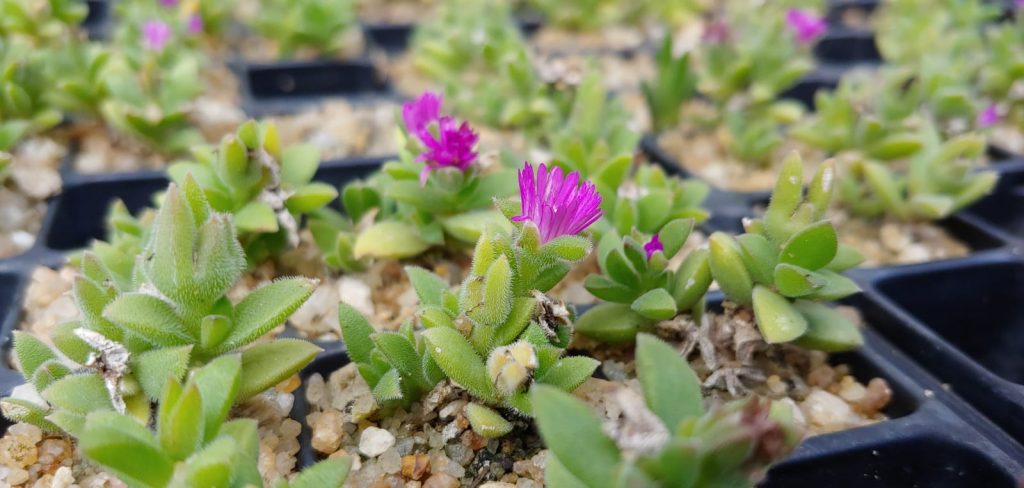 Delosperma sutherlandii - Succulent groundcover - purple vygie flowers