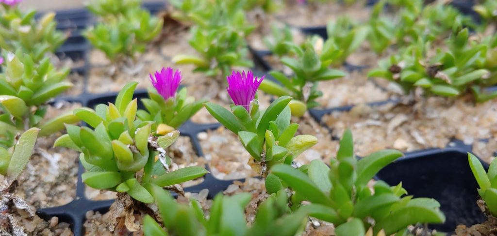 Delosperma lineare - Succulent groundcover - pink flowers