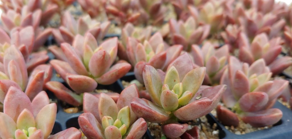 Graptoveria gilva - Succulent groundcover - red / marroon succulents - hardy / waterwise