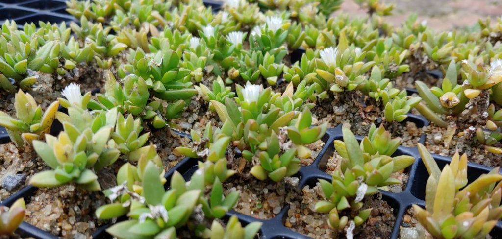 Delosperma lineare - Succulents groundcover - white flowers