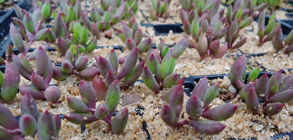 Othonna capensis - Ruby Necklace - hanging purple succulent