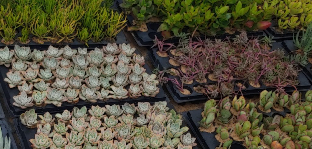 Assorted succulents - custom wholesale orders for landscaping