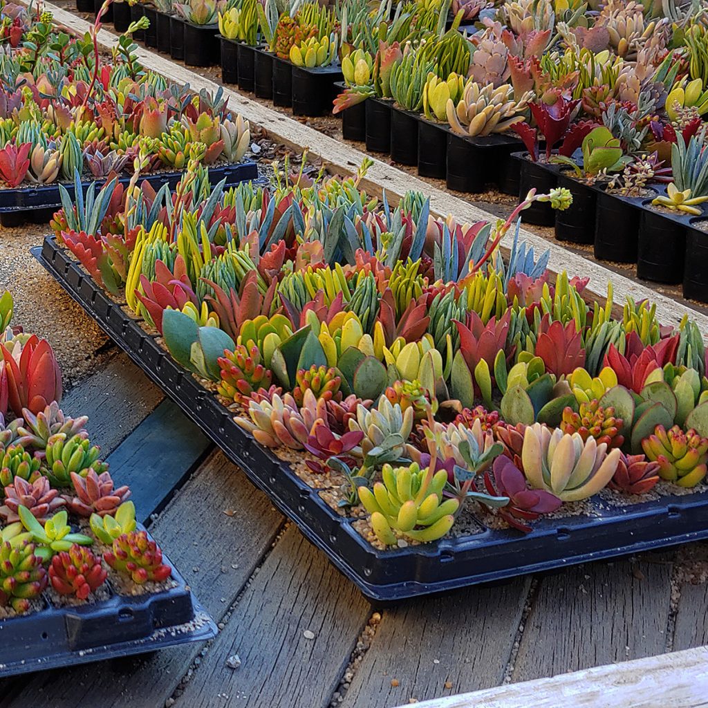 Wholesale Succulents / Vetplante - bulk trays of succulent plants - Randpark Ridge, Randburg, Gauteng